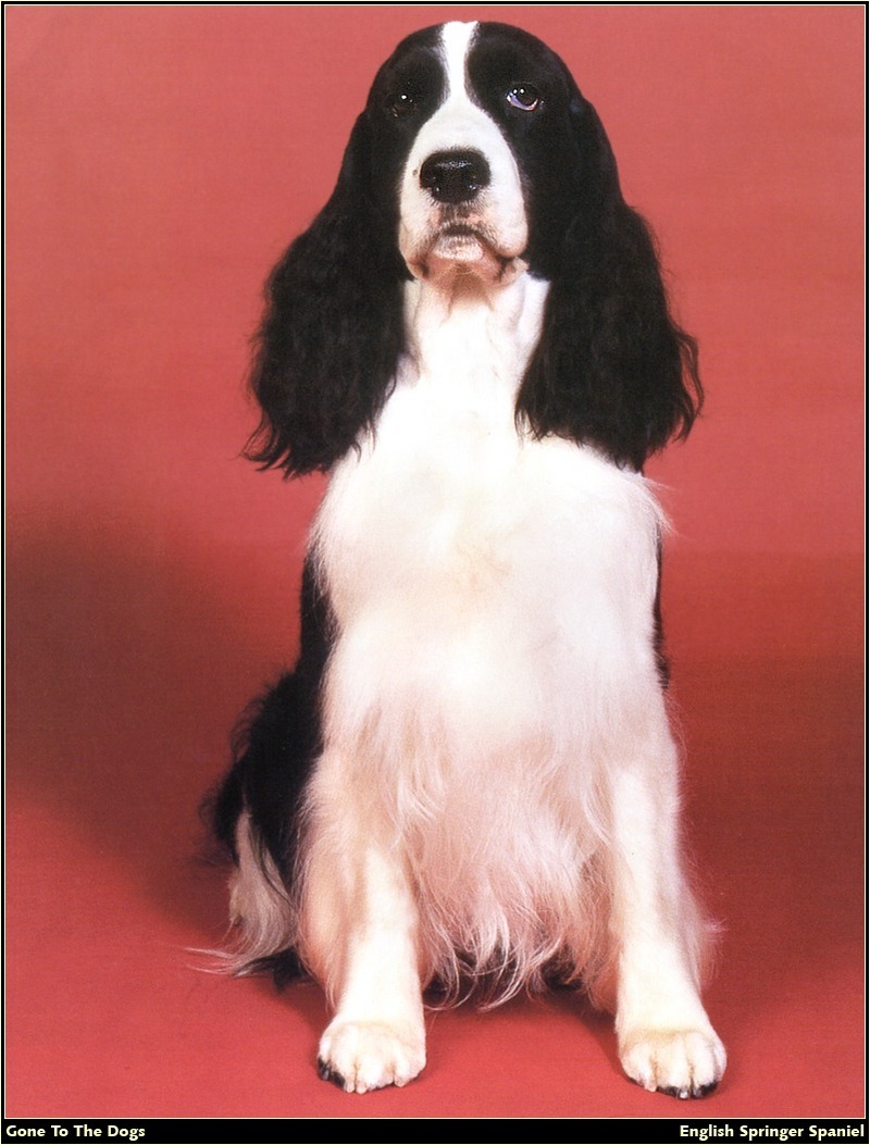 [RattlerScans - Gone to the Dogs] Springer Spaniel; DISPLAY FULL IMAGE.