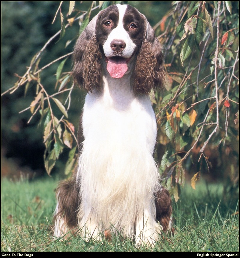 [RattlerScans - Gone to the Dogs] Springer Spaniel; DISPLAY FULL IMAGE.