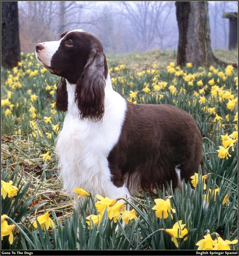 [RattlerScans - Gone to the Dogs] Springer Spaniel; DISPLAY FULL IMAGE.