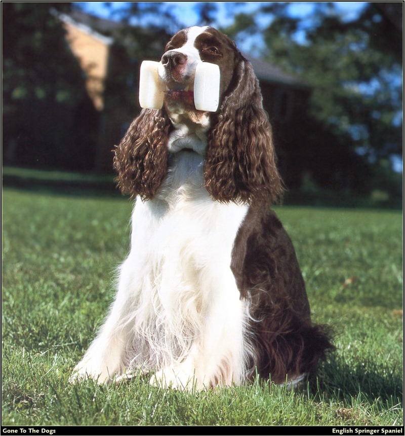 [RattlerScans - Gone to the Dogs] Springer Spaniel; DISPLAY FULL IMAGE.