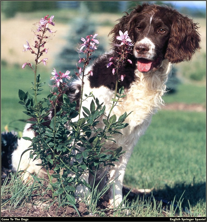 [RattlerScans - Gone to the Dogs] Springer Spaniel; DISPLAY FULL IMAGE.