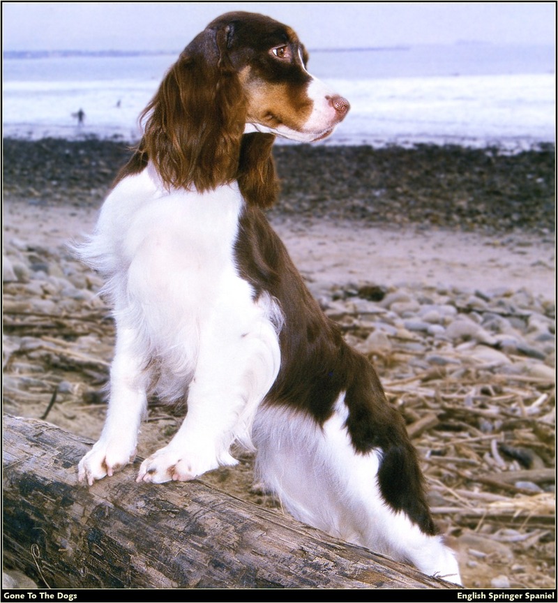 [RattlerScans - Gone to the Dogs] Springer Spaniel; DISPLAY FULL IMAGE.