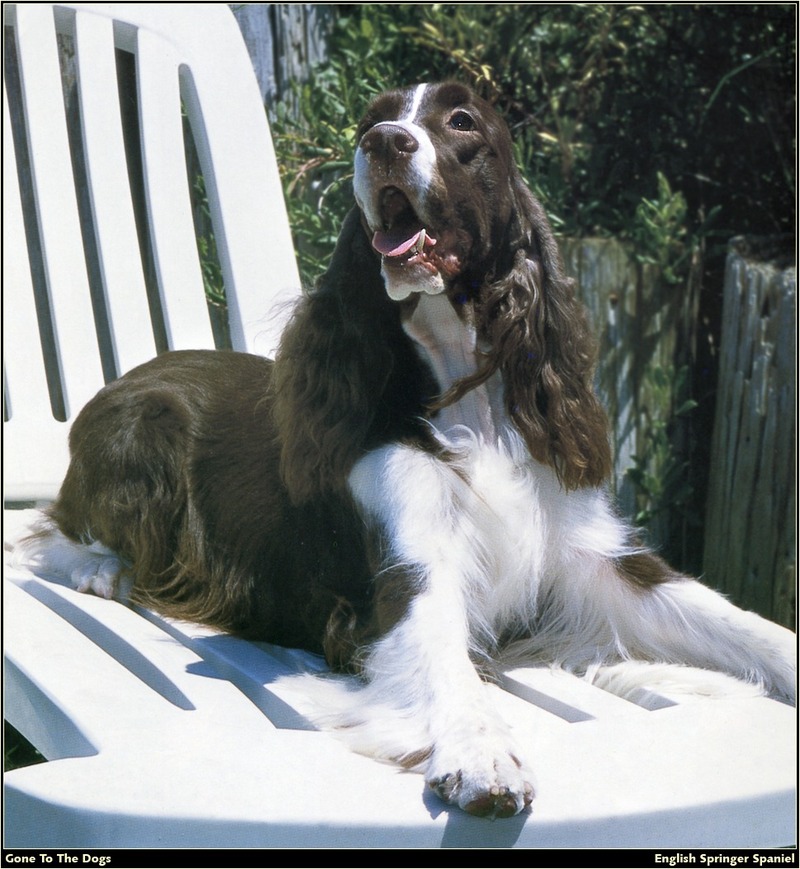 [RattlerScans - Gone to the Dogs] Springer Spaniel; DISPLAY FULL IMAGE.