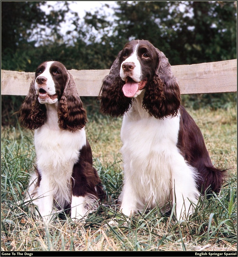 [RattlerScans - Gone to the Dogs] Springer Spaniel; DISPLAY FULL IMAGE.