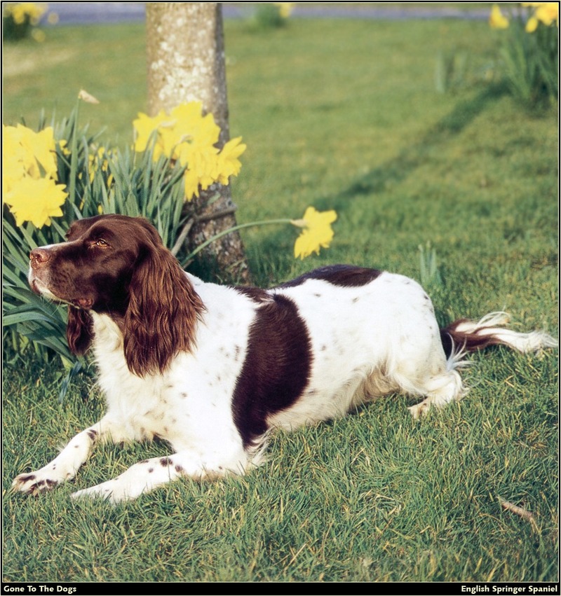 [RattlerScans - Gone to the Dogs] Springer Spaniel; DISPLAY FULL IMAGE.