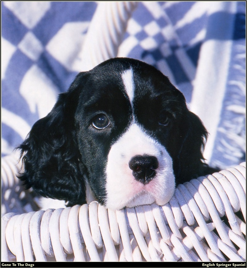 [RattlerScans - Gone to the Dogs] Springer Spaniel; DISPLAY FULL IMAGE.