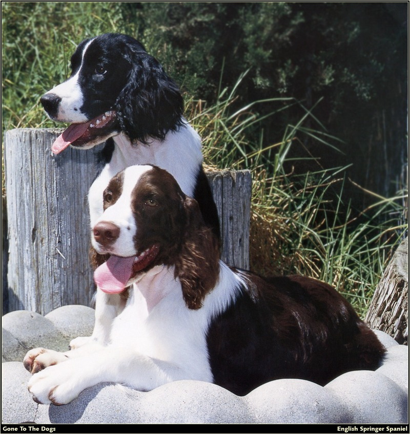 [RattlerScans - Gone to the Dogs] Springer Spaniel; DISPLAY FULL IMAGE.