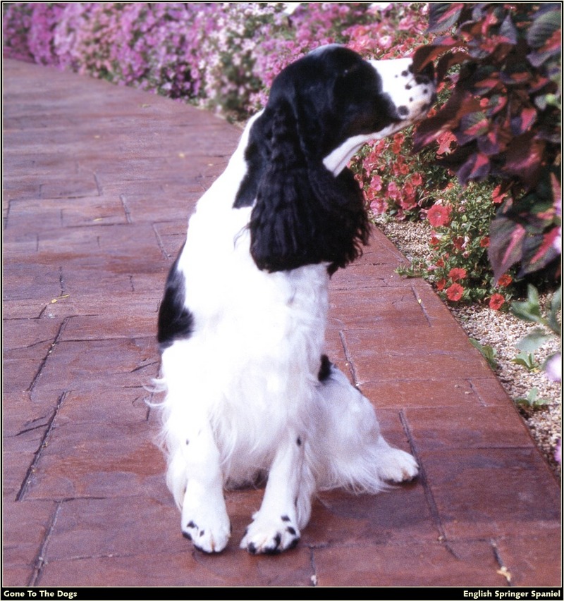 [RattlerScans - Gone to the Dogs] Springer Spaniel; DISPLAY FULL IMAGE.