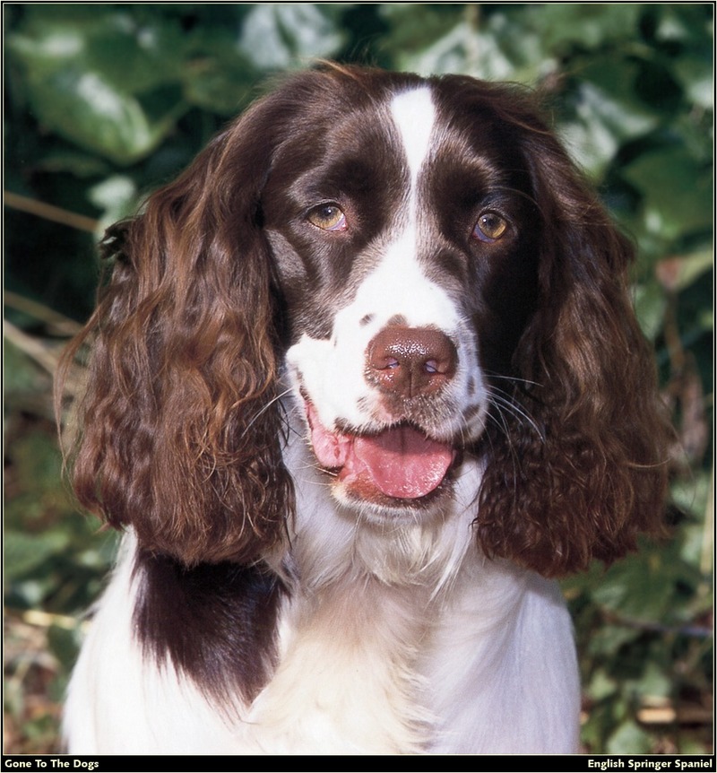 [RattlerScans - Gone to the Dogs] Springer Spaniel; DISPLAY FULL IMAGE.