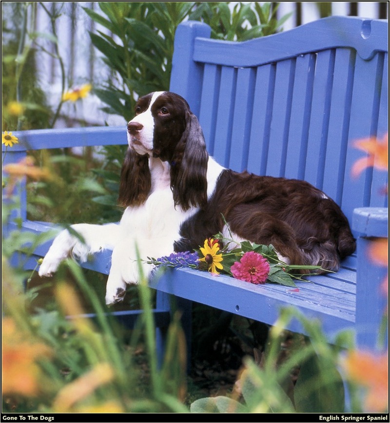 [RattlerScans - Gone to the Dogs] Springer Spaniel; DISPLAY FULL IMAGE.