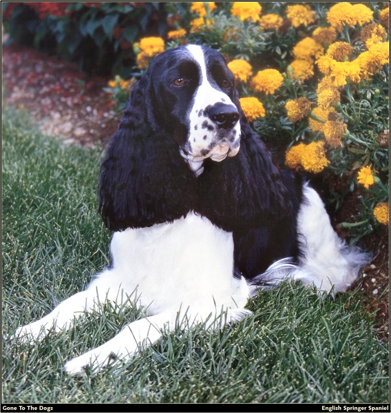 [RattlerScans - Gone to the Dogs] Springer Spaniel; DISPLAY FULL IMAGE.