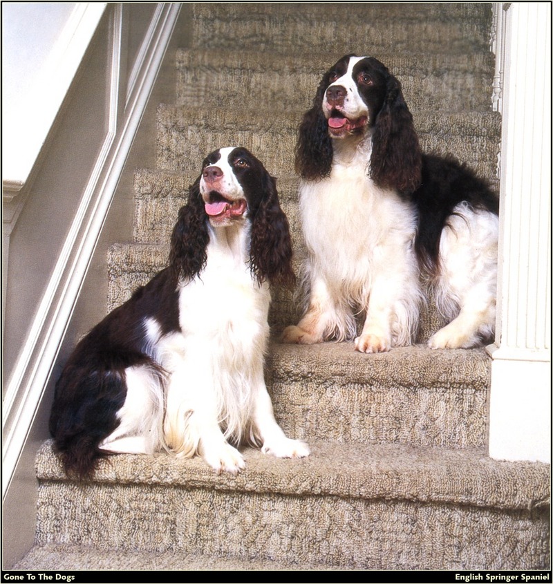[RattlerScans - Gone to the Dogs] Springer Spaniel; DISPLAY FULL IMAGE.