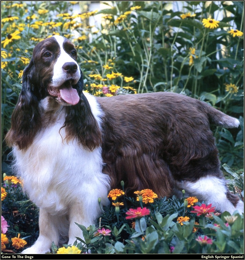 [RattlerScans - Gone to the Dogs] Springer Spaniel; DISPLAY FULL IMAGE.