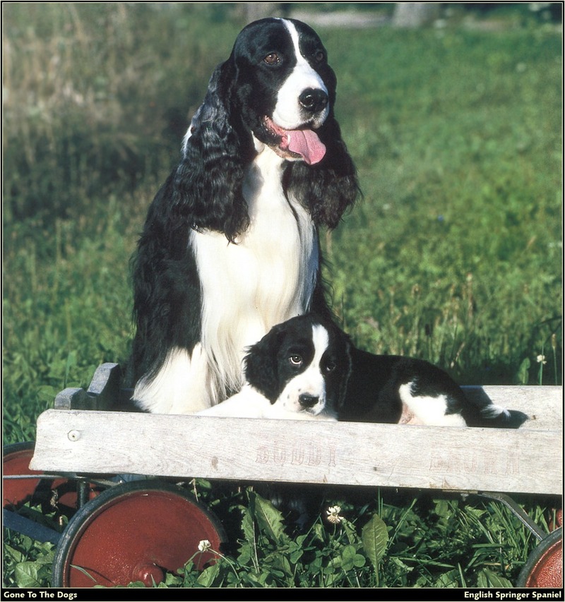 [RattlerScans - Gone to the Dogs] Springer Spaniel; DISPLAY FULL IMAGE.