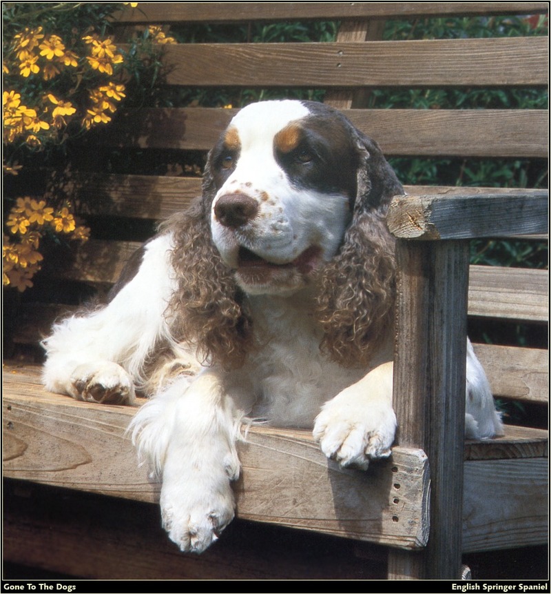 [RattlerScans - Gone to the Dogs] Springer Spaniel; DISPLAY FULL IMAGE.