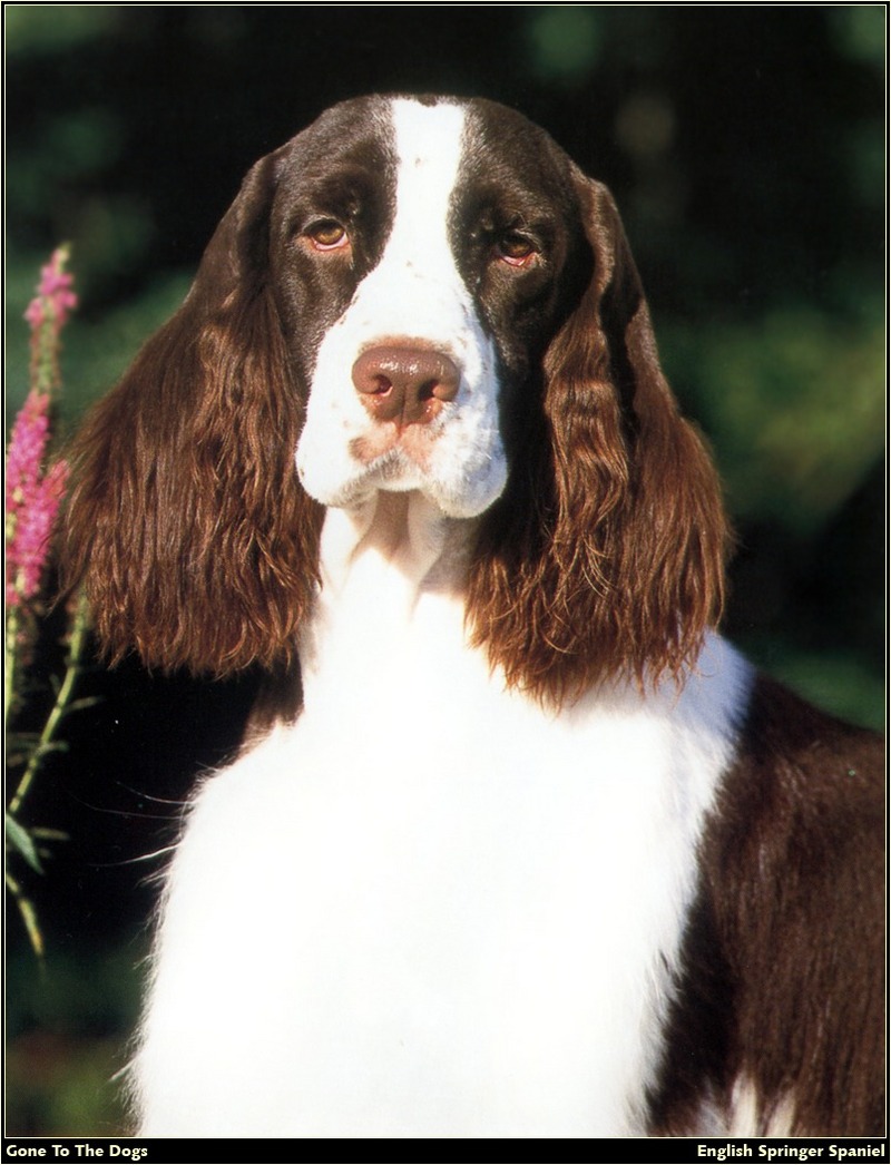 [RattlerScans - Gone to the Dogs] Springer Spaniel; DISPLAY FULL IMAGE.