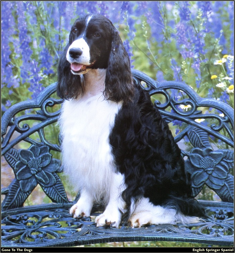 [RattlerScans - Gone to the Dogs] Springer Spaniel; DISPLAY FULL IMAGE.