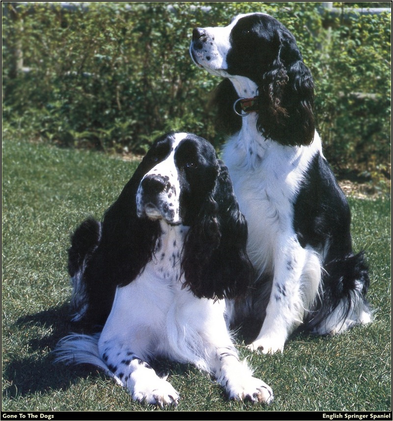 [RattlerScans - Gone to the Dogs] Springer Spaniel; DISPLAY FULL IMAGE.