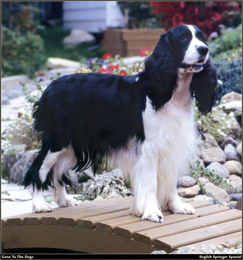 [RattlerScans - Gone to the Dogs] Springer Spaniel; DISPLAY FULL IMAGE.