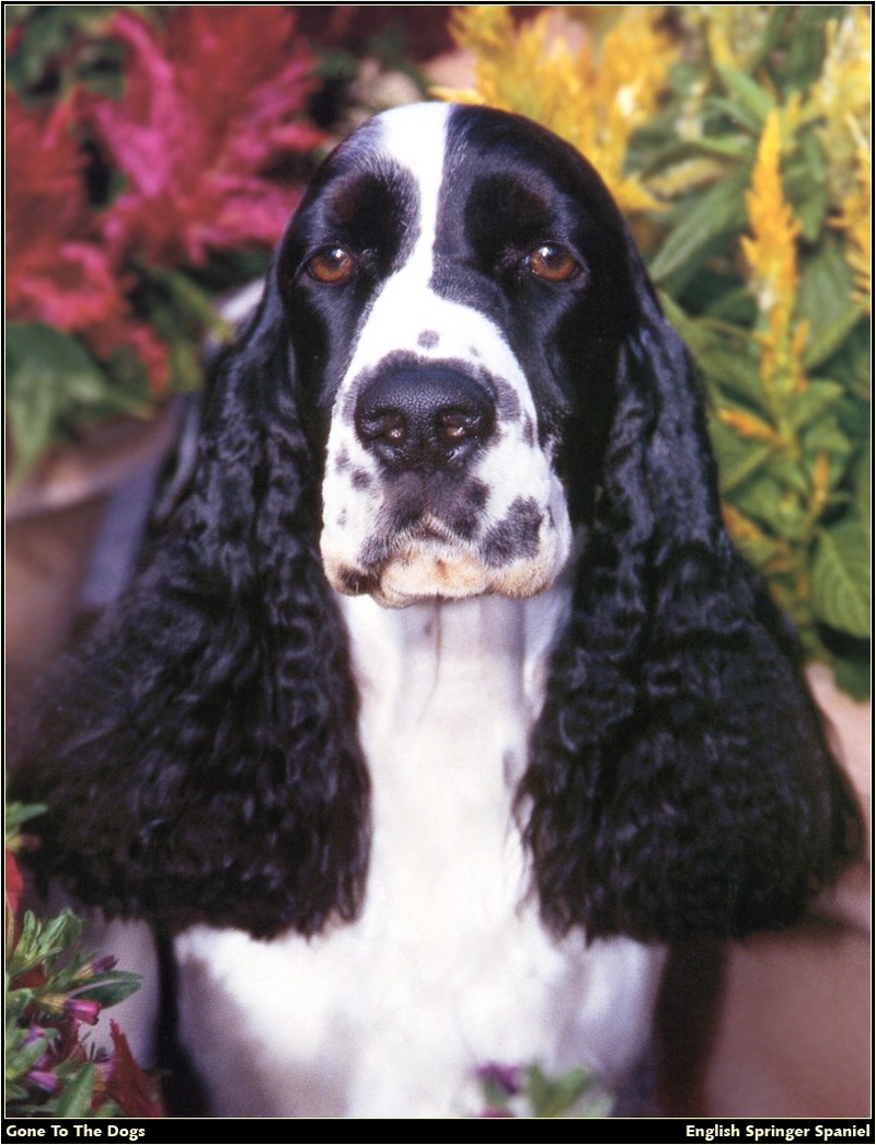 [RattlerScans - Gone to the Dogs] Springer Spaniel; DISPLAY FULL IMAGE.