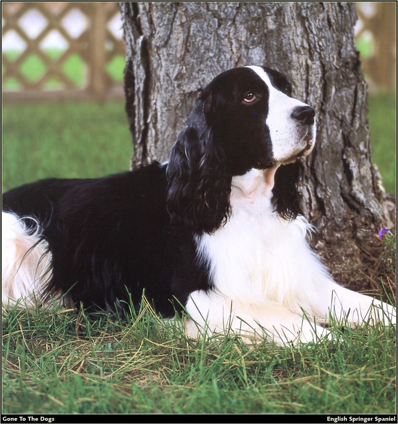 [RattlerScans - Gone to the Dogs] Springer Spaniel; DISPLAY FULL IMAGE.