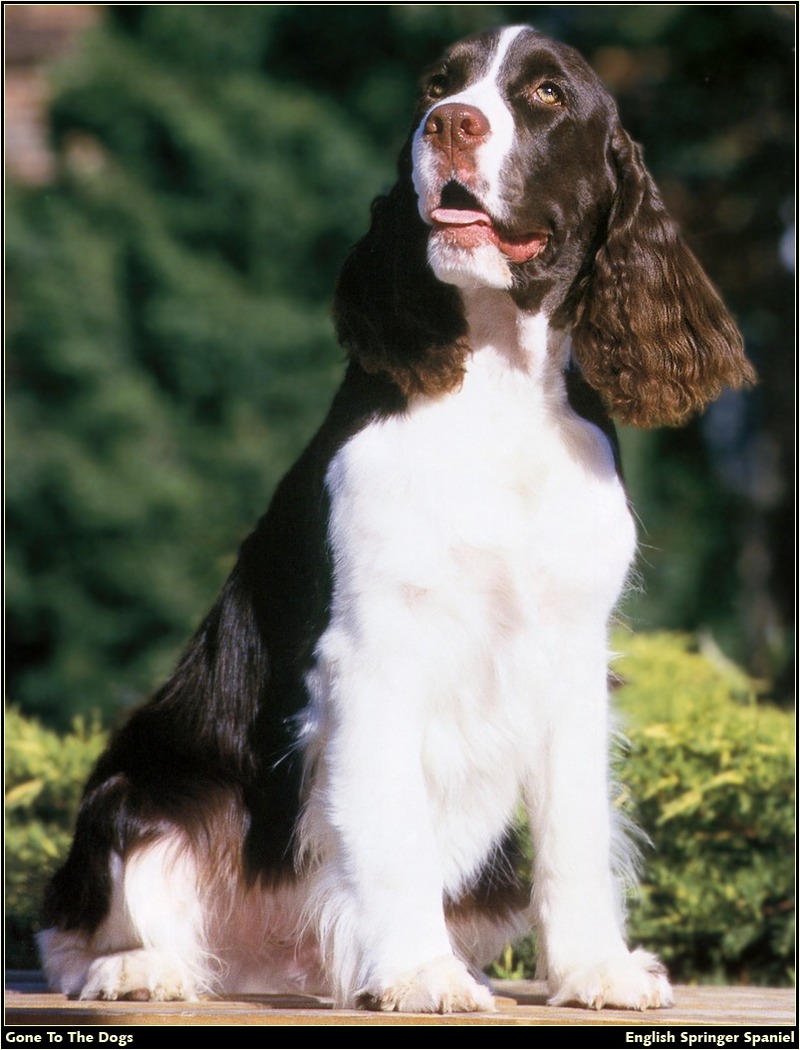 [RattlerScans - Gone to the Dogs] Springer Spaniel; DISPLAY FULL IMAGE.