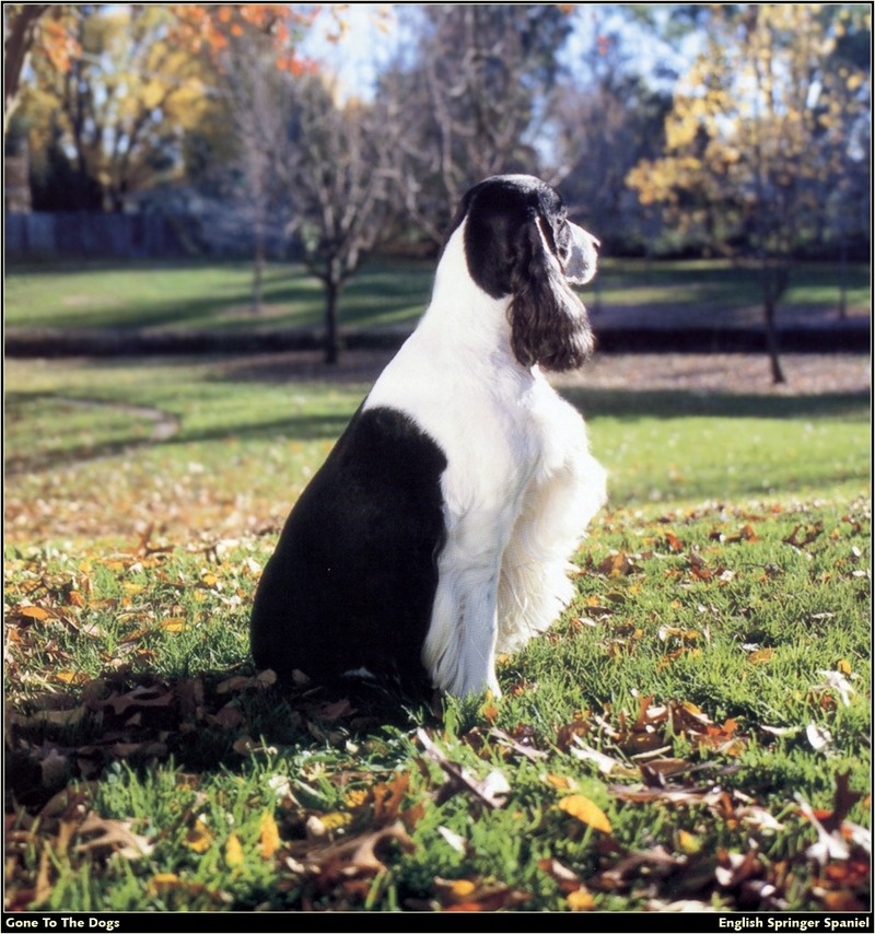 [RattlerScans - Gone to the Dogs] Springer Spaniel; DISPLAY FULL IMAGE.