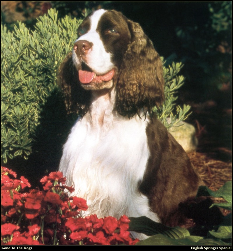 [RattlerScans - Gone to the Dogs] Springer Spaniel; DISPLAY FULL IMAGE.