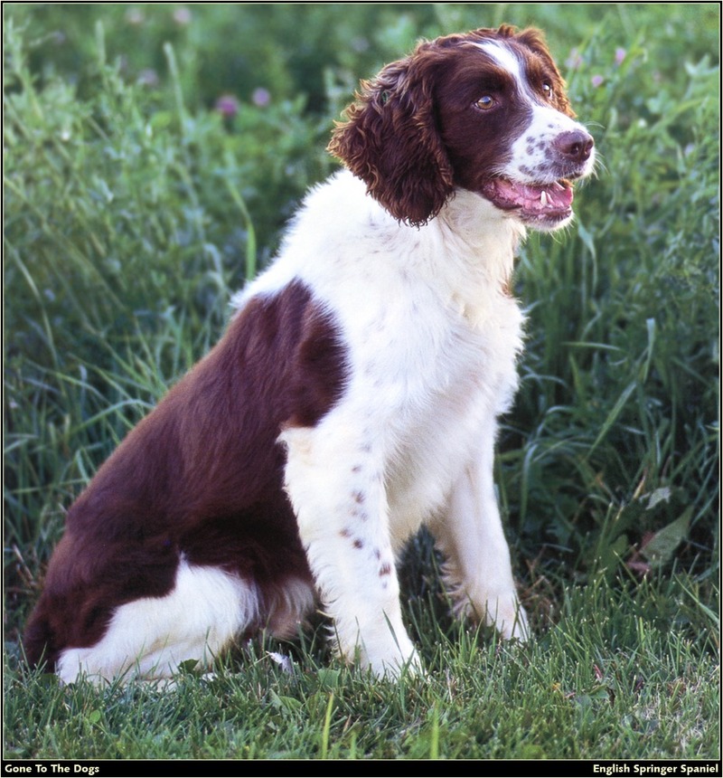 [RattlerScans - Gone to the Dogs] Springer Spaniel; DISPLAY FULL IMAGE.