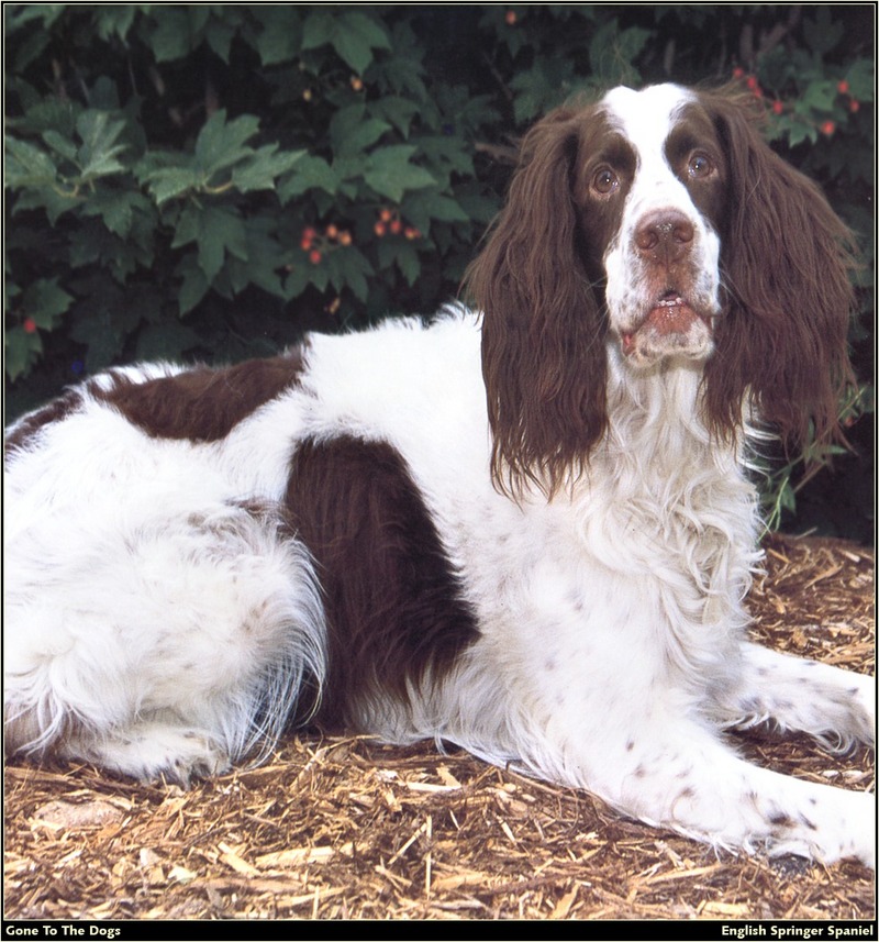 [RattlerScans - Gone to the Dogs] Springer Spaniel; DISPLAY FULL IMAGE.