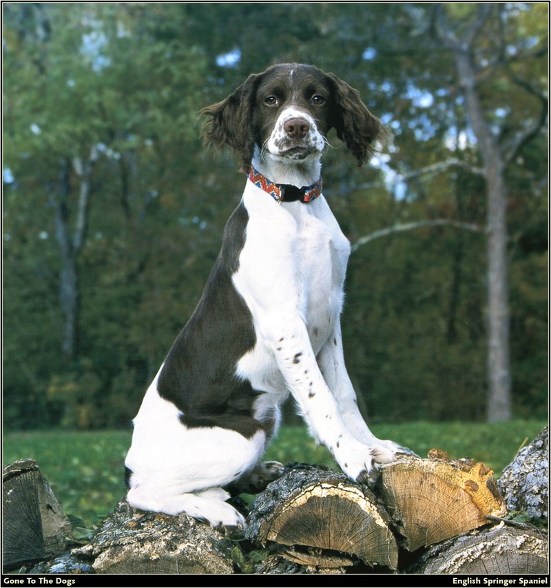 [RattlerScans - Gone to the Dogs] Springer Spaniel; DISPLAY FULL IMAGE.