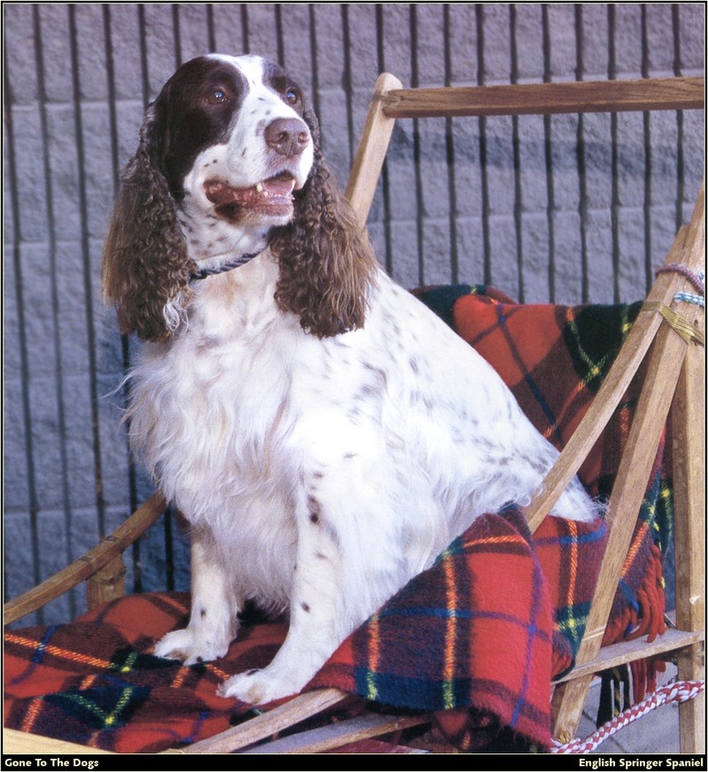 [RattlerScans - Gone to the Dogs] Springer Spaniel; DISPLAY FULL IMAGE.