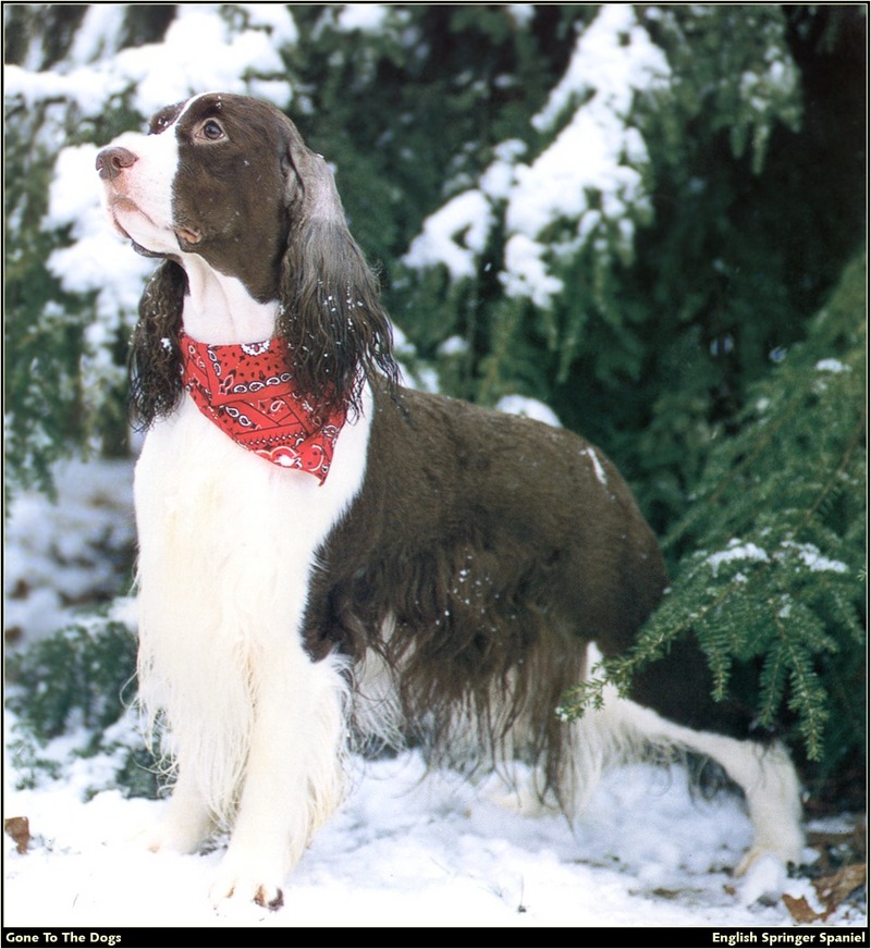 [RattlerScans - Gone to the Dogs] Springer Spaniel; DISPLAY FULL IMAGE.