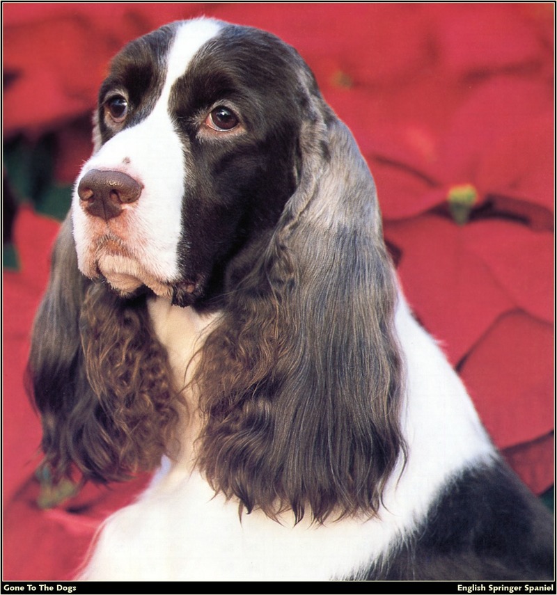 [RattlerScans - Gone to the Dogs] Springer Spaniel; DISPLAY FULL IMAGE.