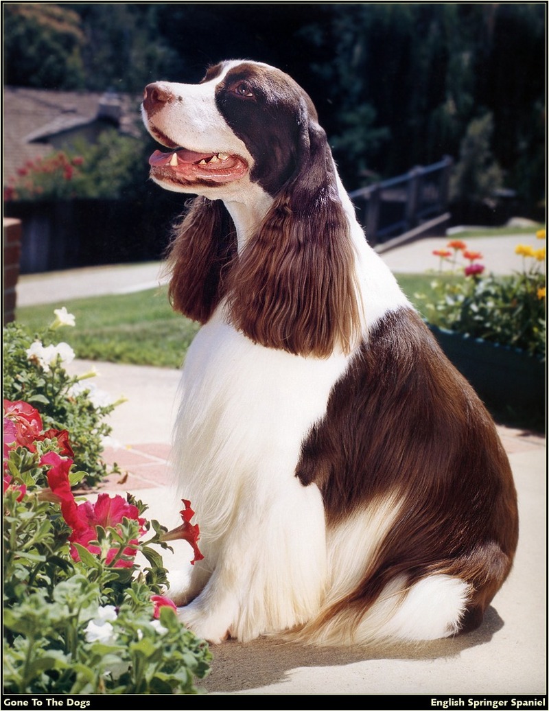 [RattlerScans - Gone to the Dogs] Springer Spaniel; DISPLAY FULL IMAGE.