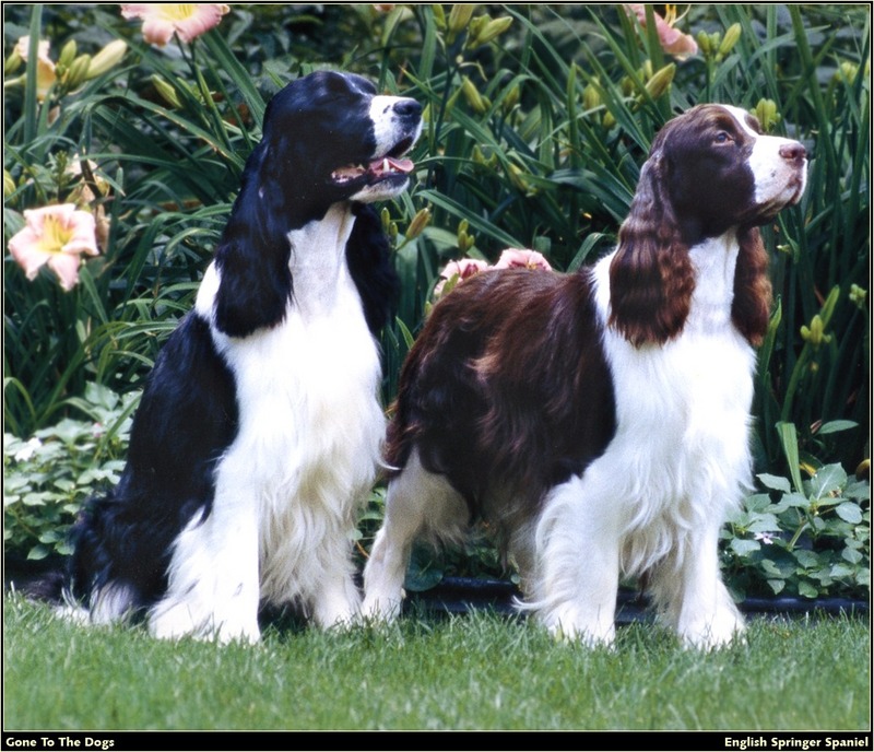 [RattlerScans - Gone to the Dogs] Springer Spaniel; DISPLAY FULL IMAGE.