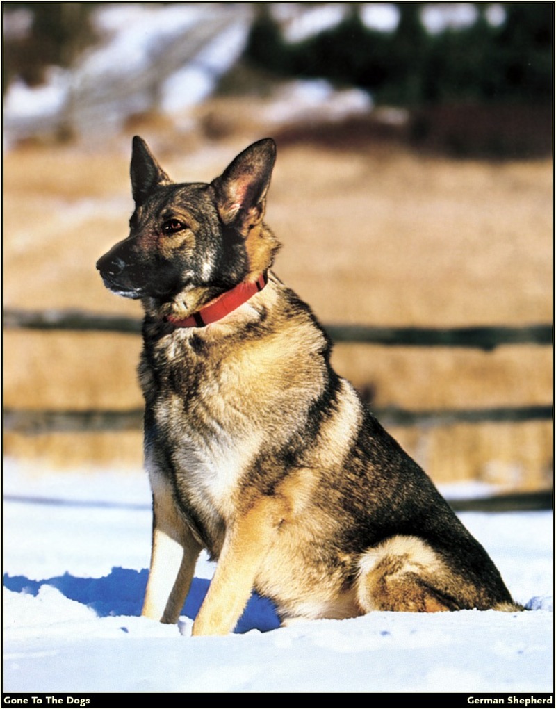 [RattlerScans - Gone to the Dogs] German Shepherd; DISPLAY FULL IMAGE.