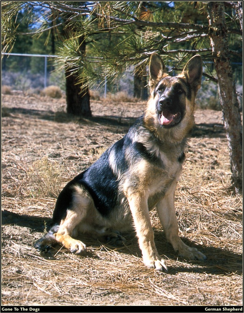 [RattlerScans - Gone to the Dogs] German Shepherd; DISPLAY FULL IMAGE.