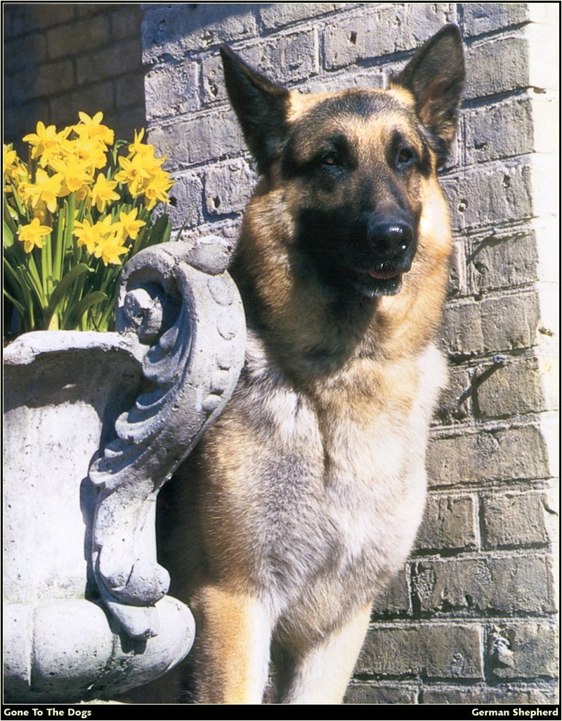 [RattlerScans - Gone to the Dogs] German Shepherd; DISPLAY FULL IMAGE.
