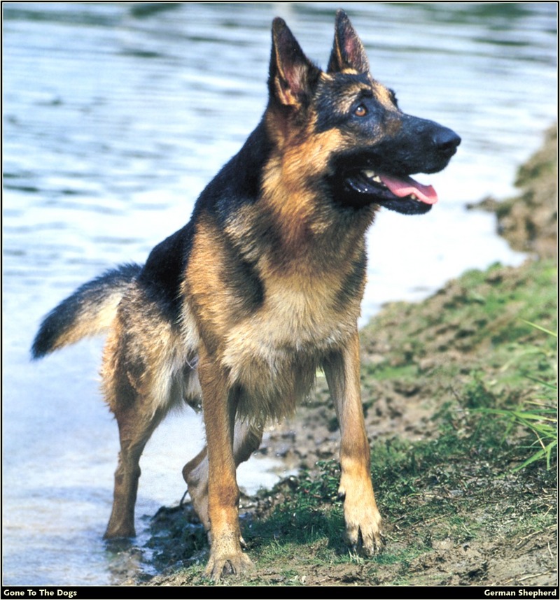 [RattlerScans - Gone to the Dogs] German Shepherd; DISPLAY FULL IMAGE.