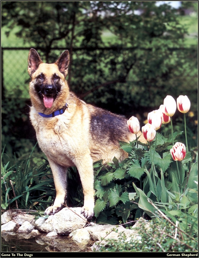 [RattlerScans - Gone to the Dogs] German Shepherd; DISPLAY FULL IMAGE.
