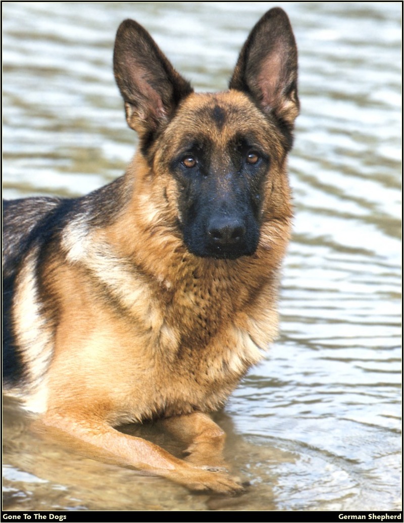 [RattlerScans - Gone to the Dogs] German Shepherd; DISPLAY FULL IMAGE.