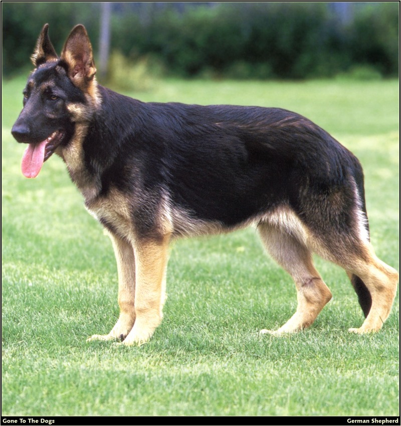 [RattlerScans - Gone to the Dogs] German Shepherd; DISPLAY FULL IMAGE.