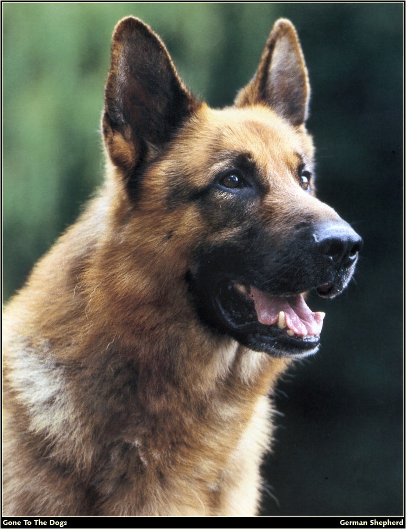 [RattlerScans - Gone to the Dogs] German Shepherd; DISPLAY FULL IMAGE.