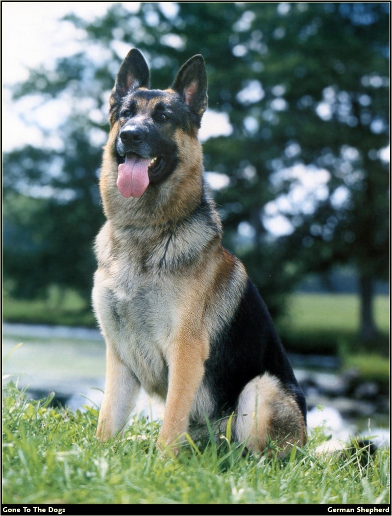 [RattlerScans - Gone to the Dogs] German Shepherd; DISPLAY FULL IMAGE.