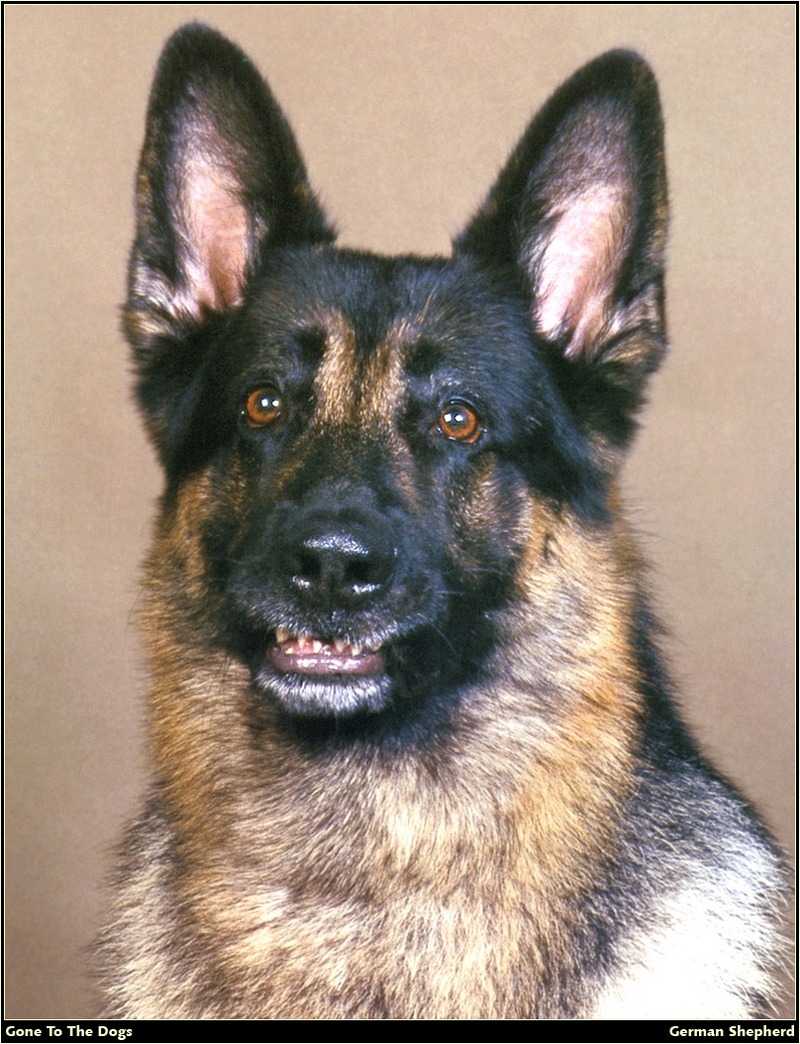 [RattlerScans - Gone to the Dogs] German Shepherd; DISPLAY FULL IMAGE.