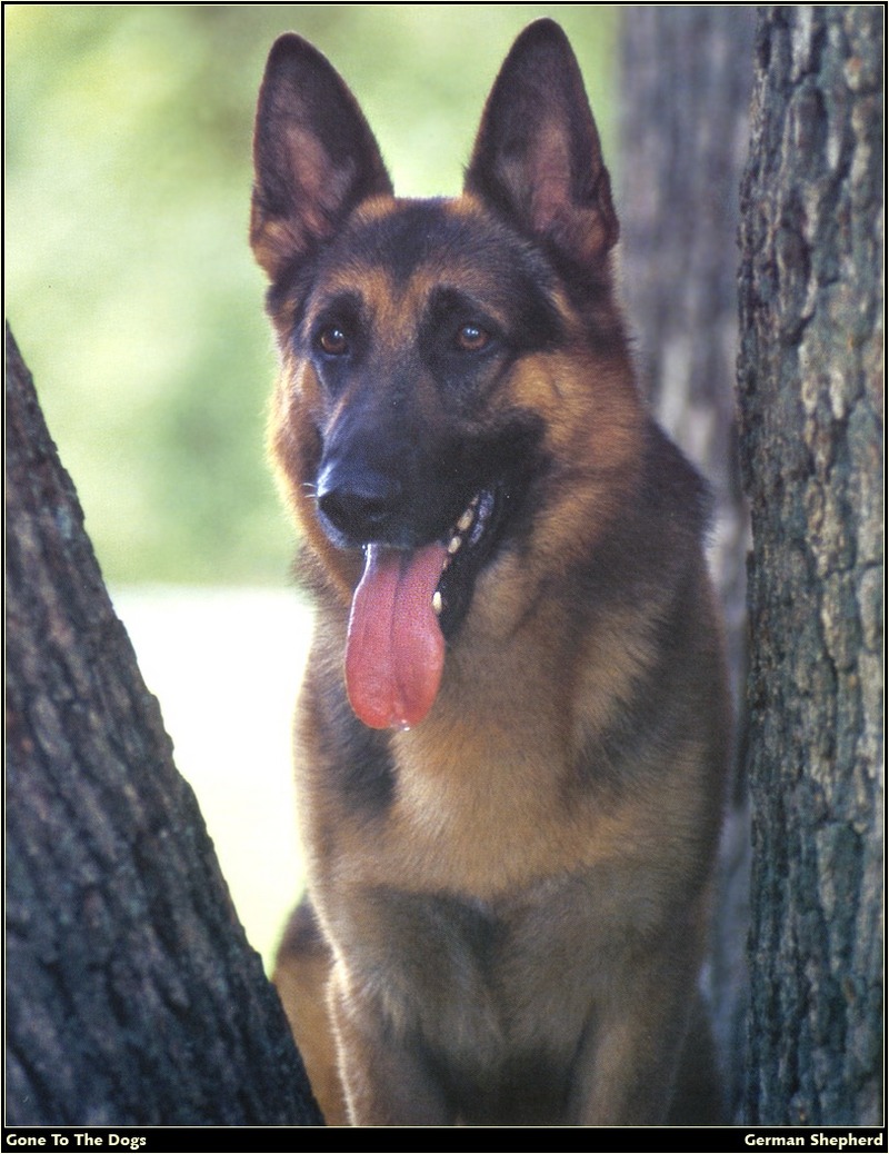 [RattlerScans - Gone to the Dogs] German Shepherd; DISPLAY FULL IMAGE.