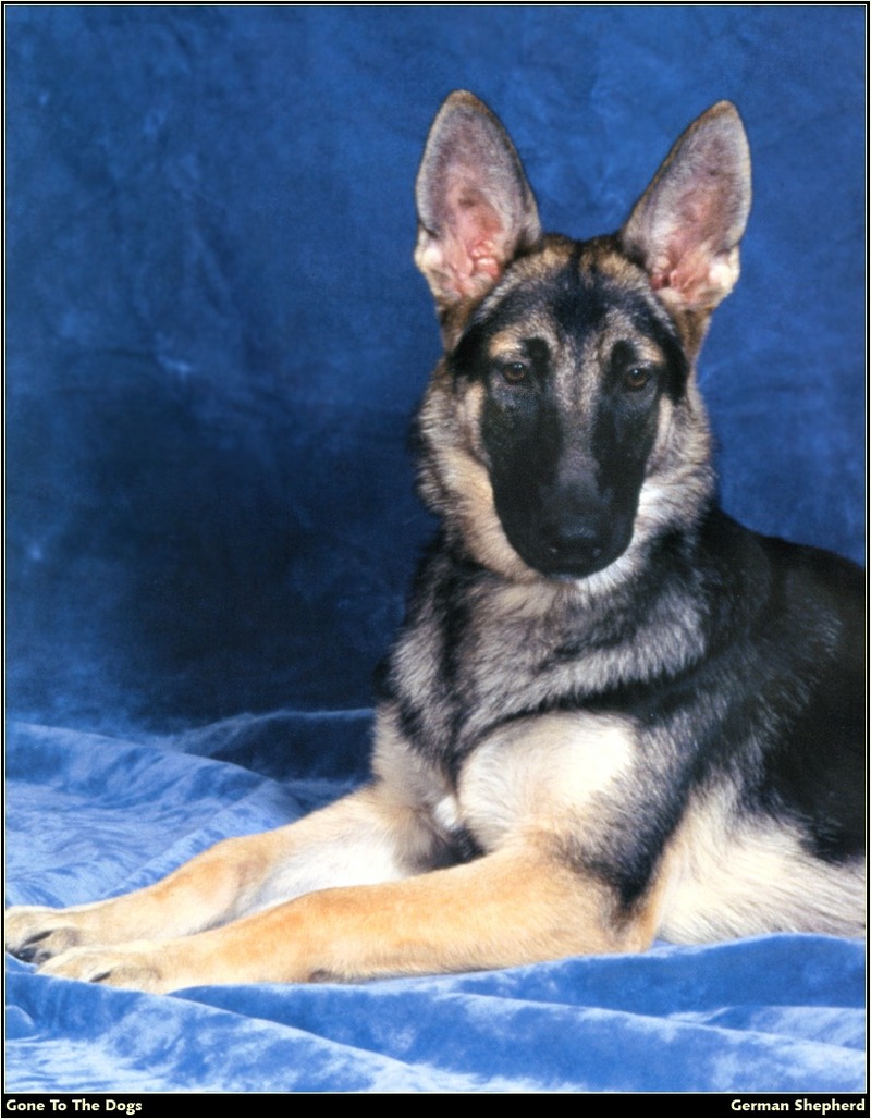 [RattlerScans - Gone to the Dogs] German Shepherd; DISPLAY FULL IMAGE.