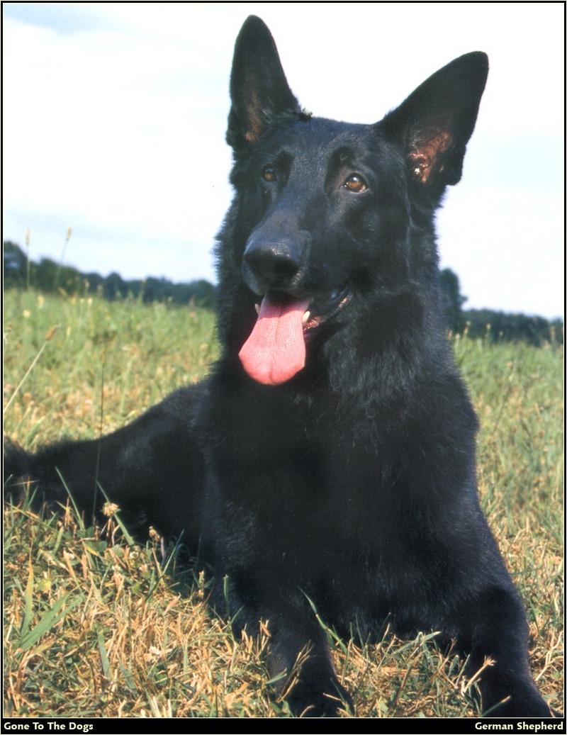 [RattlerScans - Gone to the Dogs] German Shepherd; DISPLAY FULL IMAGE.