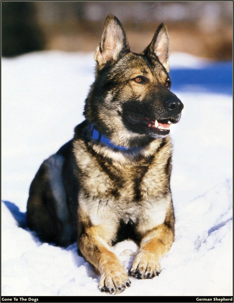 [RattlerScans - Gone to the Dogs] German Shepherd; DISPLAY FULL IMAGE.